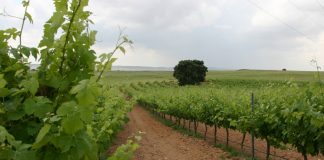 El precio medio de la tierra para uso agrario sube en Castilla-La Mancha viñedo