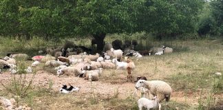 3.000 agricultores y ganaderos reciben 3,9 millones por zonas de montaña