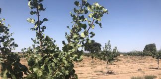 Nace con fuerza la Asociación Pistachos de Toledo pistacho