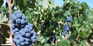 Plan Contingencia COVID-19 vendimia afectará a 20.000 temporeros de Castilla-La Mancha