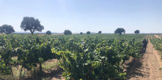 Carta de un pequeño agricultor desesperado viña