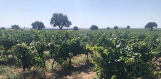 Autorizado uso excepcional de producto para desinfección de suelos en vid