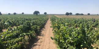 Ministerio de Agricultura inicia la consulta pública de varios reales decretos sobre las intervenciones sectoriales en la nueva PAC viña