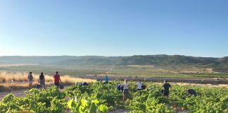 Comienza la vendimia más larga de España