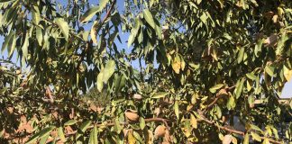 El desplome de precios de la almendra amenaza el cultivo tradicional