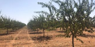 Ya cotizan todas las variedades de almendras en Lonja de Albacete