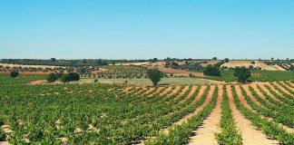 Comienza la vendimia con variedades ecológicas en unas conocidas bodegas toledanas