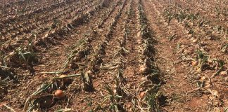 Autorizan excepcionalmente uso y comercialización de fitosanitario en cultivos de cebolla