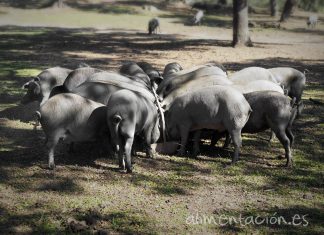 1,46 millones para ayudas a explotaciones de porcino ibérico