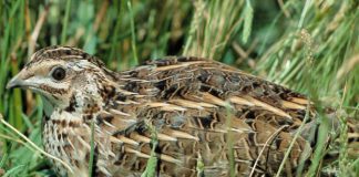 Advierte que SEO/BirdLife persigue ahora prohibir la caza de la codorniz
