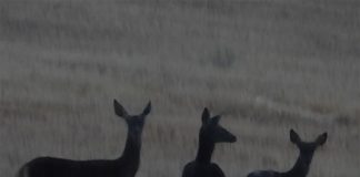 Vídeo. Ciervos, corzos y gamos campan por la provincia de Cuenca