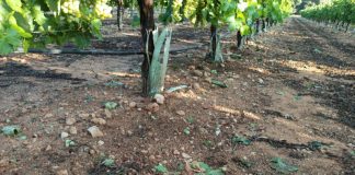 El campo daimieleño se libró de la tormenta de Ciudad Real