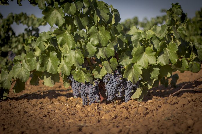 garnacha