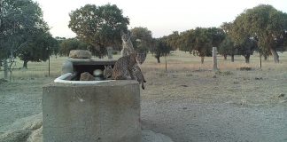 Detectados 90 cachorros de lince ibérico en Castilla-La Mancha