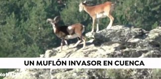 Informativo nacional se hace eco de los daños de los muflones a los cultivos de Cuenca