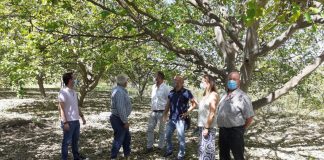 La tormenta arrasó toda la producción de nuez de Nerpio (Albacete)