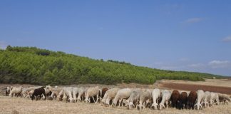 Publicados los importes de las ayudas asociadas ganaderas 2020