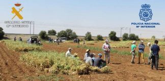 Cuatro empresarios agrícolas detenidos en la provincia de Albacete por delitos contra los temporeros