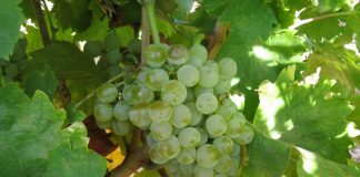 Afirma que se dan “las condiciones más favorables” para que suba el precio de la uva