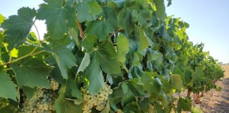 La Lonja de Extremadura deja de cotizar el precio del vino en el tramo final de la vendimia