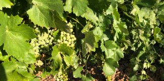 Pide que los viticultores conozcan los costes de producción de uva