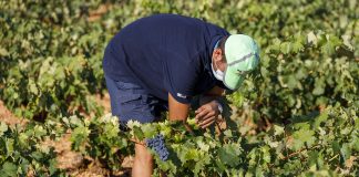 En La Solana quieren una vendimia “lo más local posible”