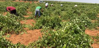 En 2023, los salarios del campo han ascendido hasta los cuatro euros más por jornal diario uva vendimadores