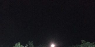 Comienza la vendimia de las variedades más tempranas en La Mancha