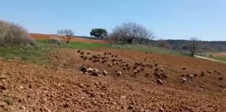 Vídeo. Reflexiones de un ganadero conquense sobre los buitres