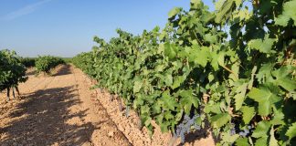 El cambio climático pone en riesgo el 50 % de la superficie de viñedo de alta calidad de Castilla-La Mancha