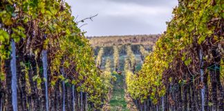 Alerta del clima de incertidumbre y enfado en inicios de vendimia