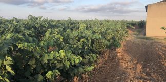 Modificación de plazos del potencial de producción vitícola de Castilla-La Mancha