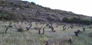 Cogolludo recuperará cepas autóctonas anteriores a la plaga de filoxera