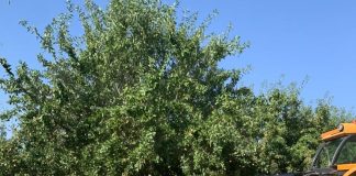 Crean una nueva lonja de almendras en una importante Comunidad Autónoma