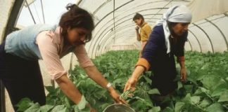 Las empresas agropecuarias y autónomos con trabajadores a su cargo deben contar con un plan contra el acoso laboral mujeres campo