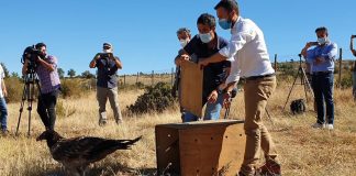 Trabajan para reintroducir al quebrantahuesos en Castilla-La Mancha