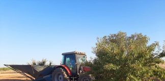 Pistachero y almendro, en auge en la provincia de Albacete
