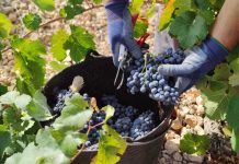 Más de la mitad de las empresas agrarias tiene dificultades para cubrir puestos de trabajo vendimia