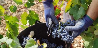 La vendimia empleará unos 25.000 trabajadores fijos-discontinuos en Castilla-La Mancha vendimia