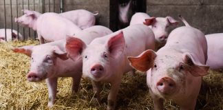 Ministerio de Agricultura actualiza la regulación de los productos zoosanitarios