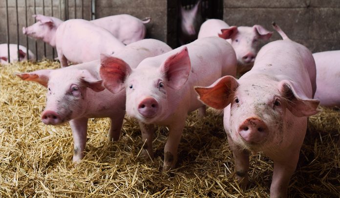 cochinillos_tcm30-525761