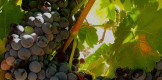 Hasta 11 octubre. Plazo concurso fotografía #VendimiaCamposReales2020