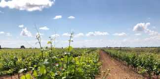 Se vende finca en Tomelloso de 21 hectáreas, con riego