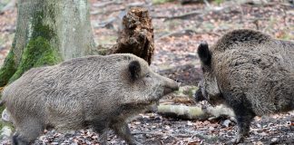 Piden plan de prevención del Ministerio de Agricultura para gestionar la población de jabalíes y evitar contagios jabalies
