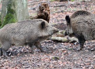 Advierten sobre cierre de exportaciones por peste porcina africana jabalies