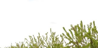 Advierten que la intensificación del cultivo del almendro conlleva la aparición de nuevos problemas fitosanitarios almendros