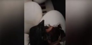 VÍDEO: Nace pollito de gallina negra castellana en Granja La Barja (Tomelloso)