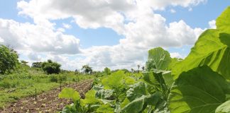 75% de agricultores españoles prevé optimizar su tecnología de regadío