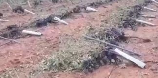 VÍDEO: Tornado destroza explotaciones agrarias y ganaderas de Santa María del Campo Rus (Cuenca)