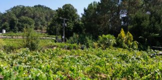 Vendimia francesa: sueldos, origen de los temporeros españoles, alojamiento, transporte…